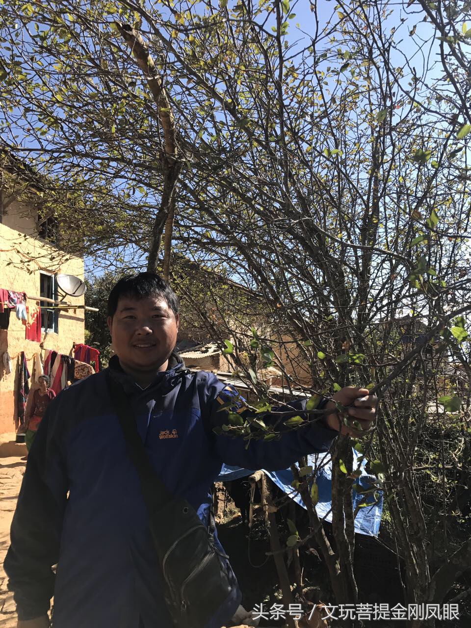 凤眼菩提价格还会降吗,今年小凤眼为什么涨价