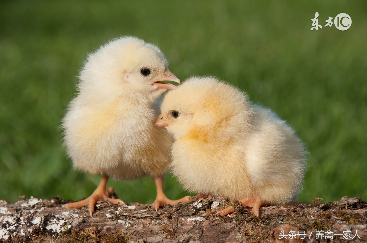 养鸡用松针粉有什么好处,养鸡省钱绝招大全