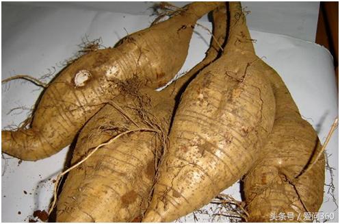 血管天然支架,血管的天然支架是什么