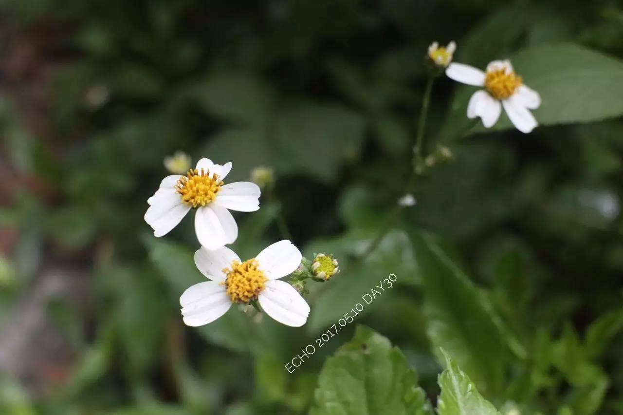 珠海赏花,现在珠海哪里赏花