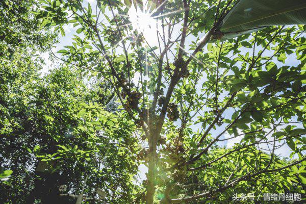 三亚亚龙湾美高梅度假酒店测评,三亚亚龙湾美高梅度假酒店电话