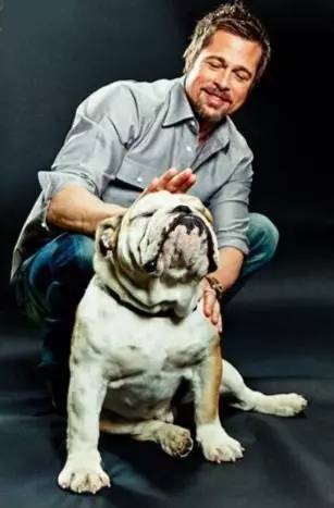 什么人不适合养英牛,都说养宠物的人情商高温柔体贴