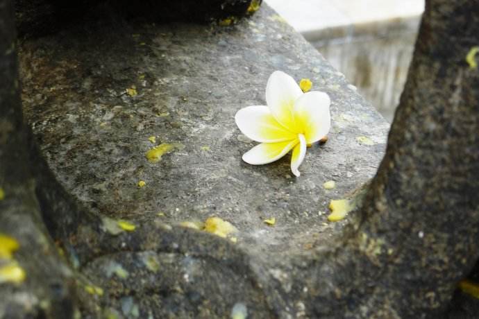 我爱你绝不像攀援的凌霄花,我喜欢你绝不像攀援的凌霄花