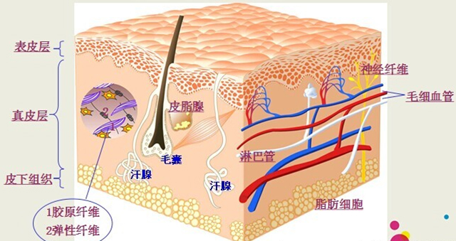 皮肤新陈代谢的重要性,皮肤新陈代谢过快会出现什么问题