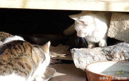 猫妈妈带着小猫向人求助,猫妈妈发现小猫不见了猫妈妈疯了