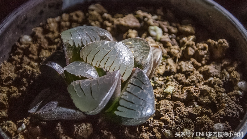 养十二卷需要什么,十二卷多肉夏天的养护方法