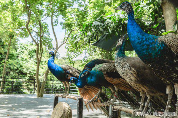 三亚亚龙湾美高梅度假酒店测评,三亚亚龙湾美高梅度假酒店电话