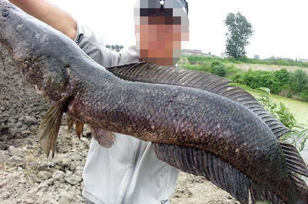 成年黑鱼有多强,野生黑鱼有多强