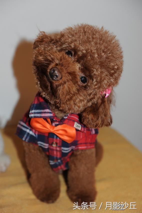 泰迪犬定点大小便怎么训练,泰迪犬训练定点大小便