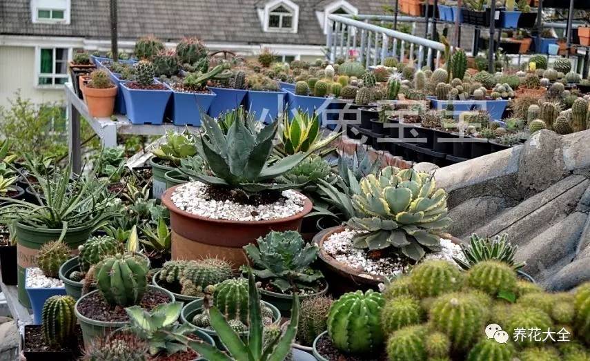 多肉有毒到底有多可怕 (各种多肉有毒吗)