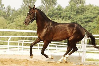 十二生肖婚配表大全最新版,十二生肖婚配口诀大全太准了收藏