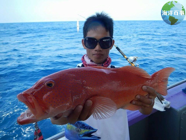 东星斑属于海鲜吗,东星斑海鲜图片