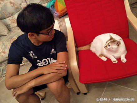 如果抓住猫的尾巴猫会怎么反应,不小心踩到猫咪的尾巴了