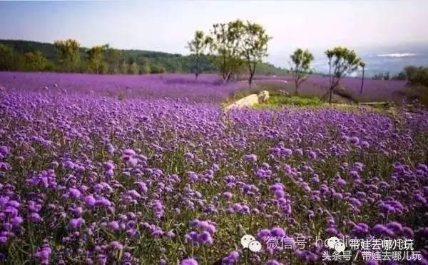 一次薰衣草之旅是如何变成采摘农家乐的?