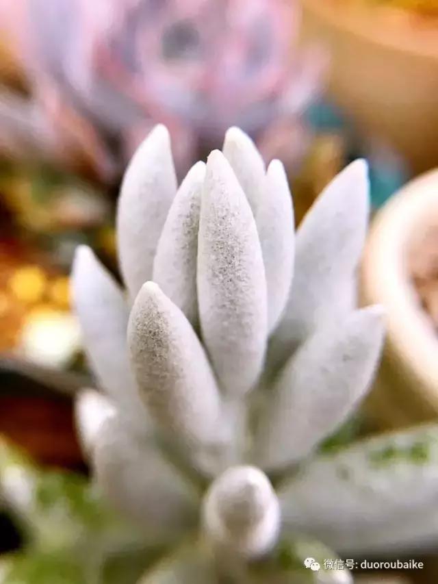 沉浸在花花草草的世界里,沉浸在动物和花海世界中