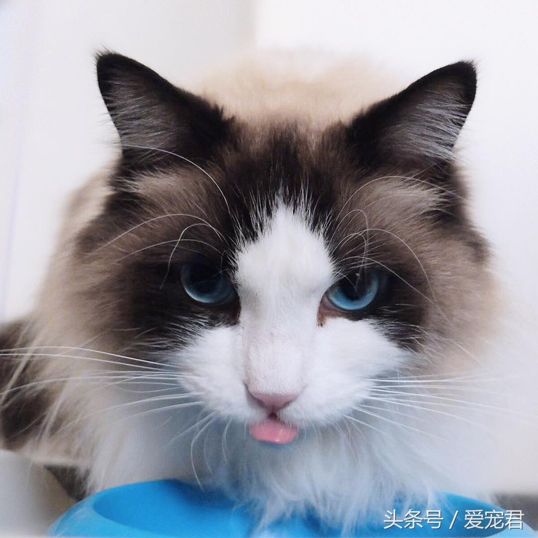 猫咪趣事知道多少,猫咪尴尬趣事