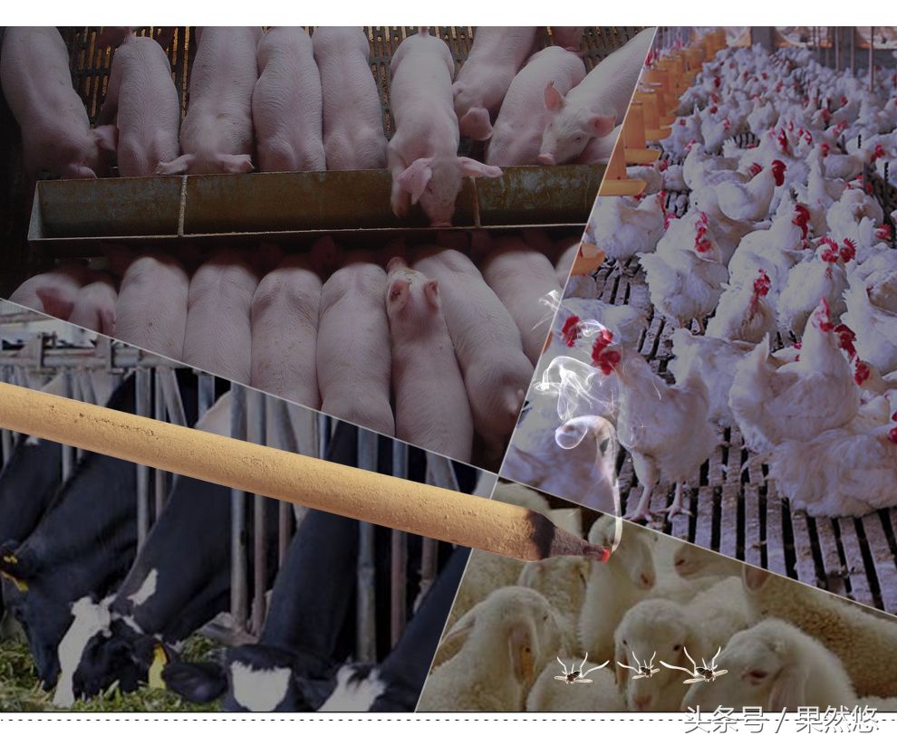 猪发烧身上起红疙瘩怎么治,猪群发红是怎么回事