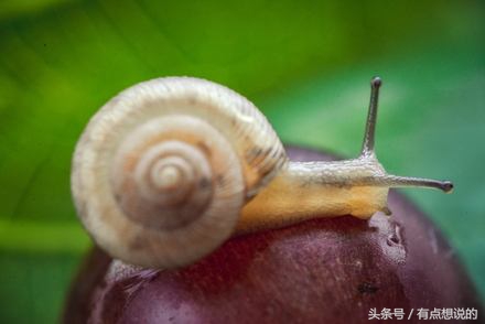 什么牌子的蜗牛护肤品好,什么品种的蜗牛美容效果好