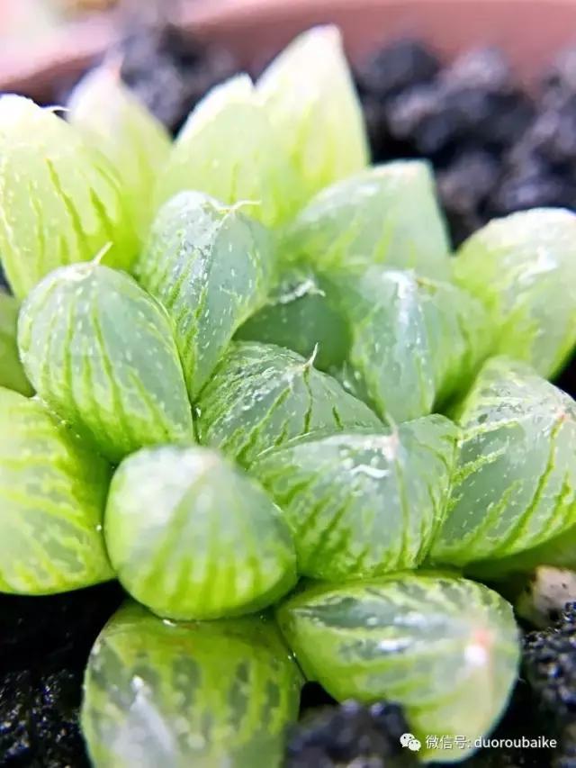 沉浸在花花草草的世界里,沉浸在动物和花海世界中