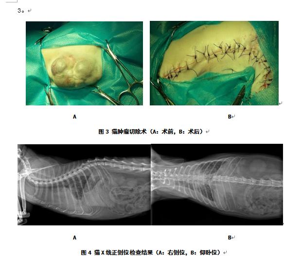 一例猫乳腺管样腺癌的诊治