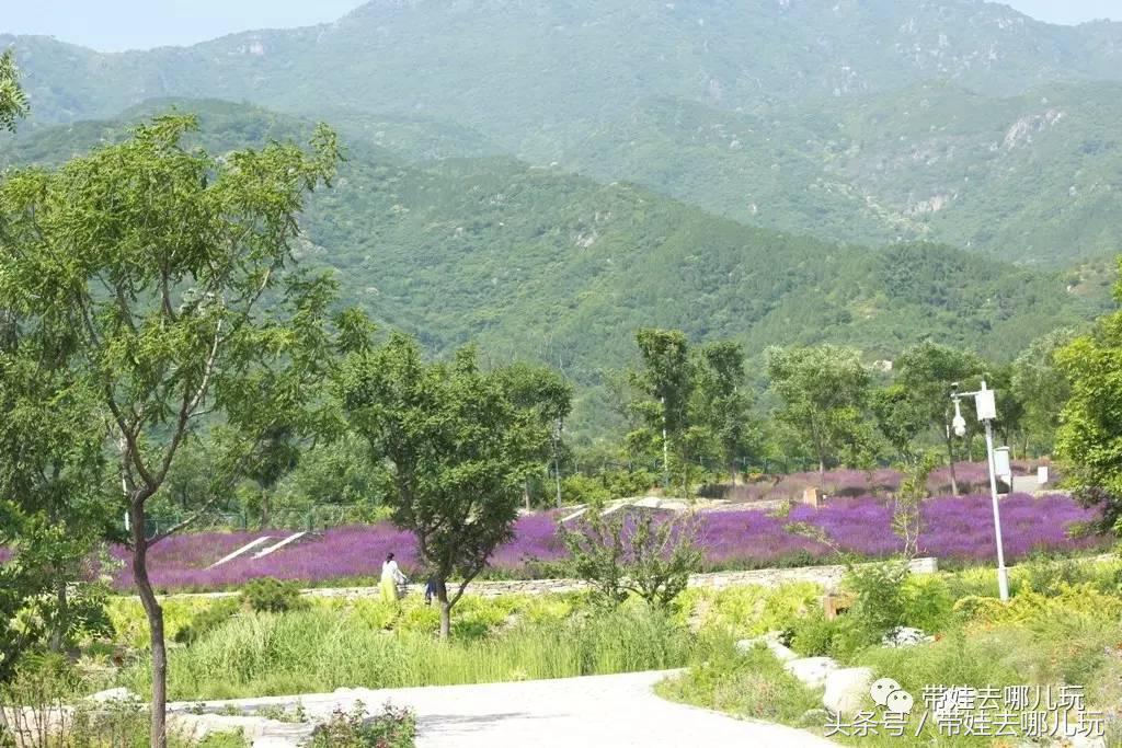 一次薰衣草之旅是如何变成采摘农家乐的?