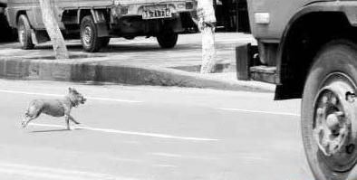 开车撞到宠物怎么处罚视频,开车撞了狗需要赔么