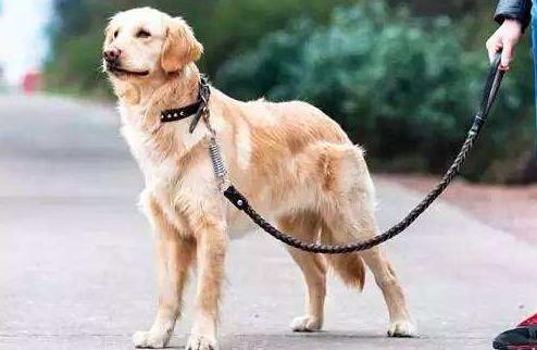 开车撞到宠物怎么处罚视频,开车撞了狗需要赔么