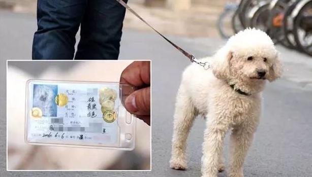 开车撞到宠物怎么处罚视频,开车撞了狗需要赔么