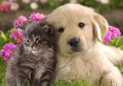 狗狗吃完驱虫药呕吐拉稀有血,狗狗吃完驱虫药呕吐打嗝