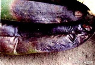 阳台种植蔬菜病害,阳台花卉常见病虫害及防治