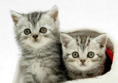 小猫拉稀带血丝有很粘很稠的液体,猫咪软便拉稀带血精神没有问题