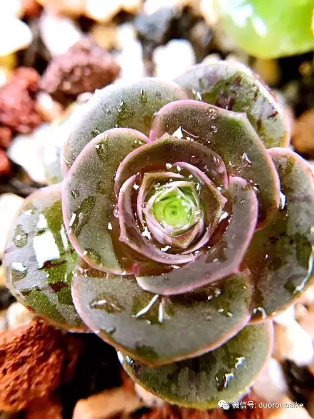 沉浸在花花草草的世界里,沉浸在动物和花海世界中