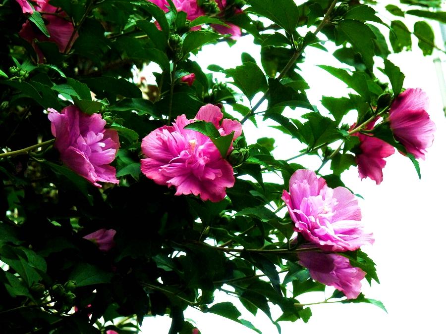 图说丨韩国的国花木槿