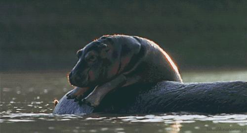 霸王龙体型,霸王龙真的长一身羽毛和厚嘴唇吗