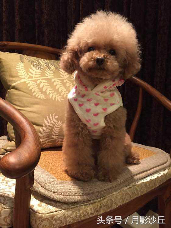 怎样能让泰迪安静下来,如何让泰迪安静下来