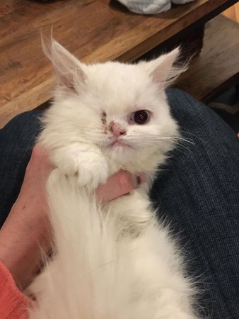 小猫少颗眼又长满癣，他“用爱灌溉”7天就变超美公主