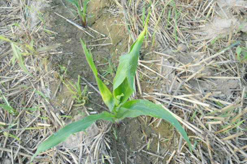 玉米烂苗死苗怎么回事,玉米不扎根死苗的原因