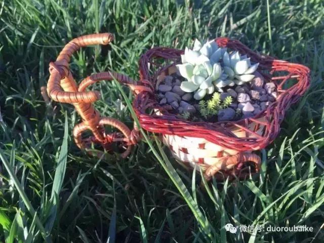 养了一年多的多肉没啥变化说说,养了几年的多肉快要全军覆没了