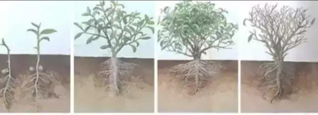 三种茶树有什么特点,茶树是一种什么树