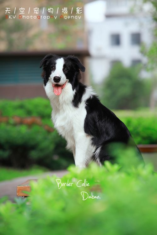 盘点全网最精的狗狗,全网狗狗大合集