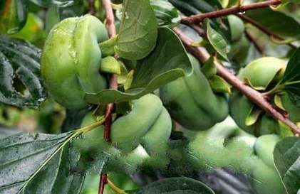 山西吕梁交城县特产,吕梁交城县有什么土特产