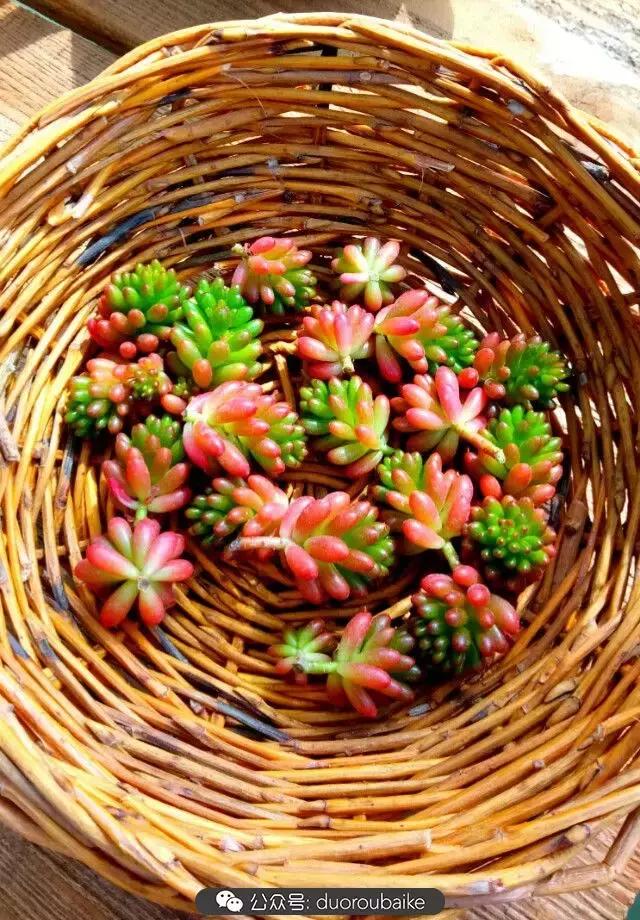 用多肉做花的方法,多肉植物自制方法