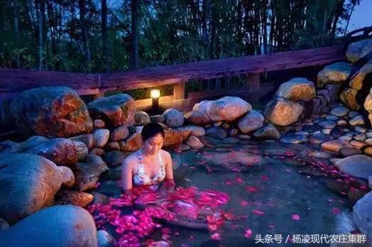 来穿越花海赴春天的约会,龙丽威大马士革玫瑰庄园