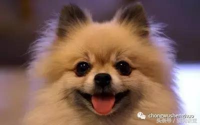 博美犬是什么犬种,犬种介绍马犬