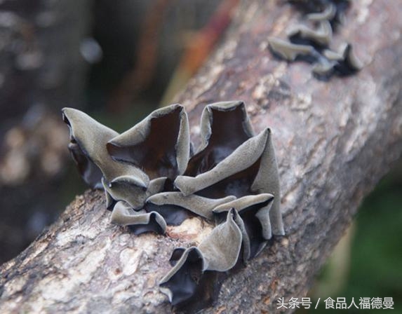 最好黑木耳是什么木耳,什么样的黑木耳才是好木耳