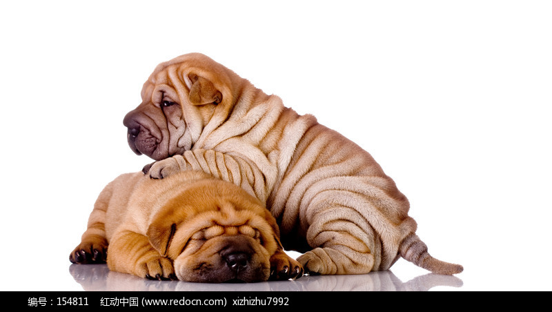 盘点全网最精的狗狗,史上最全狗狗大全