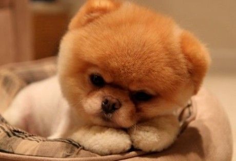 盘点全网最精的狗狗,史上最全狗狗大全