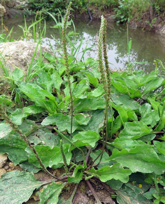 旱莲草的止血功效,旱莲草配什么中药止血效果好