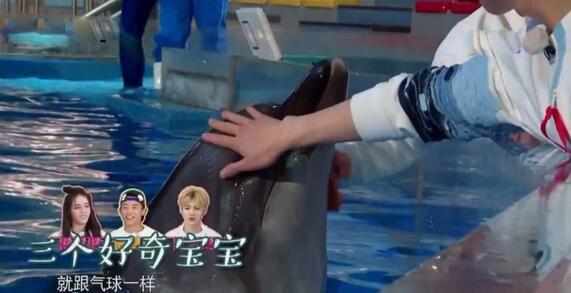 热巴亲海豚是什么时候,热巴和海豚