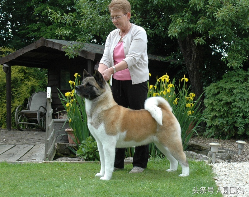 世界名犬柯基犬,阿里犬舍美系秋田犬